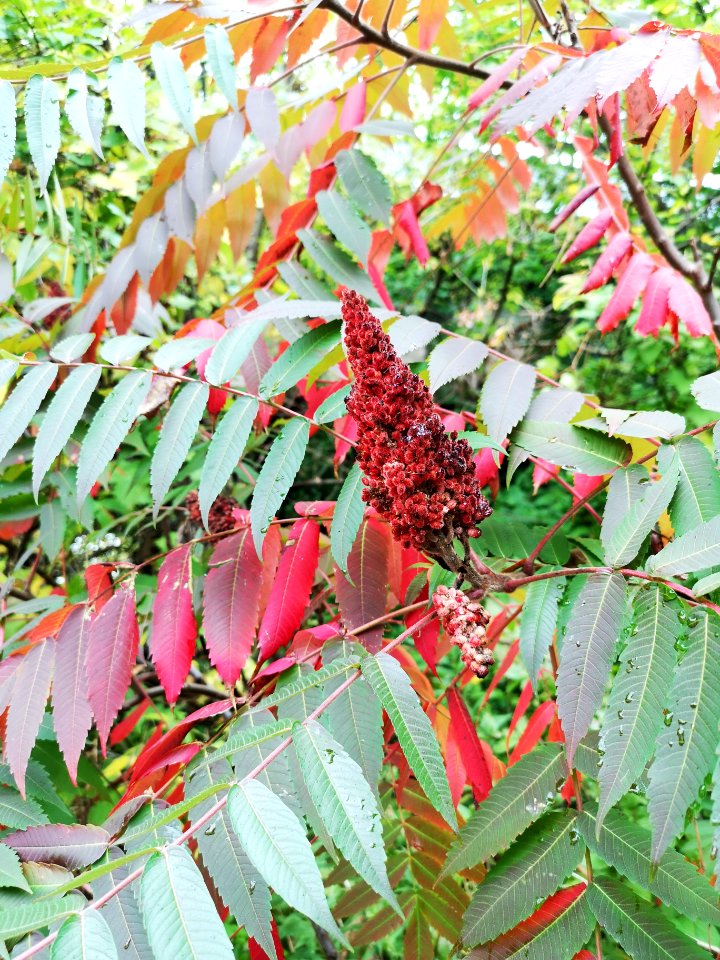 Staghorn sumac. Rhus typhina