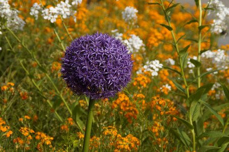 Violet blue ball photo