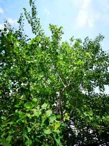 Poplar