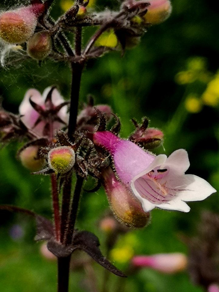 Close-up of beardtongue flowers (Penstemon hybrid 'Dark Towers')