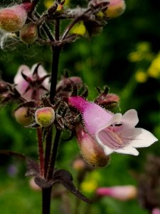 Close-up of beardtongue flowers (Penstemon hybrid 'Dark Towers') photo