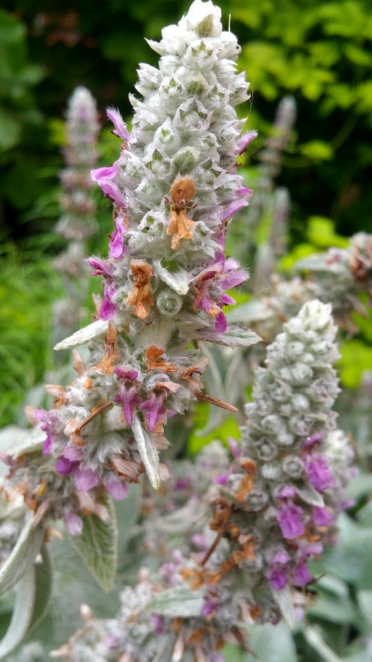 Lambs ears Fuzzy Wuzzy. Attractive to hummingbirds and bees