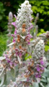 Lambs ears Fuzzy Wuzzy. Attractive to hummingbirds and bees