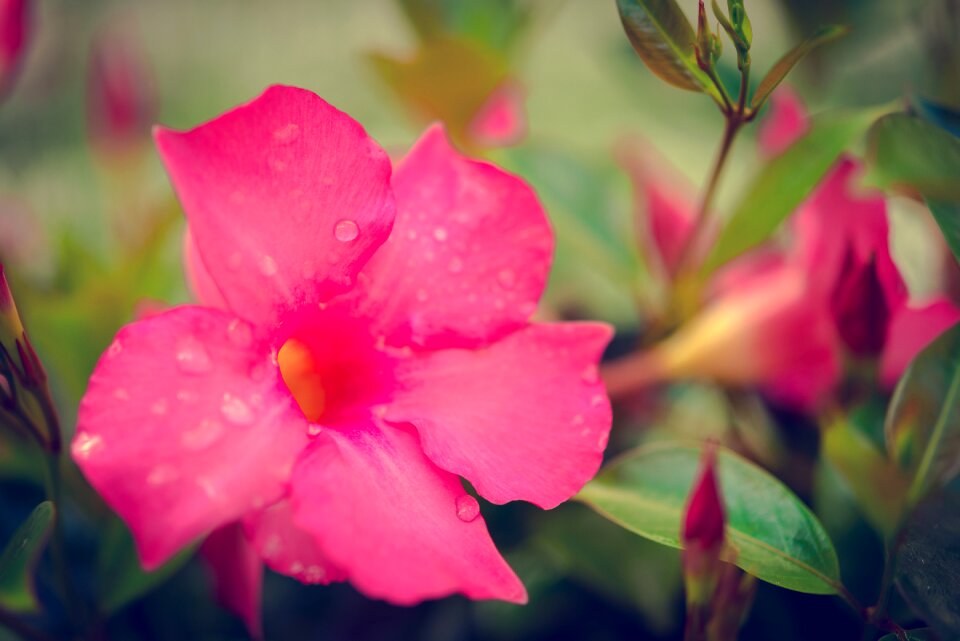 Plant blossom bloom