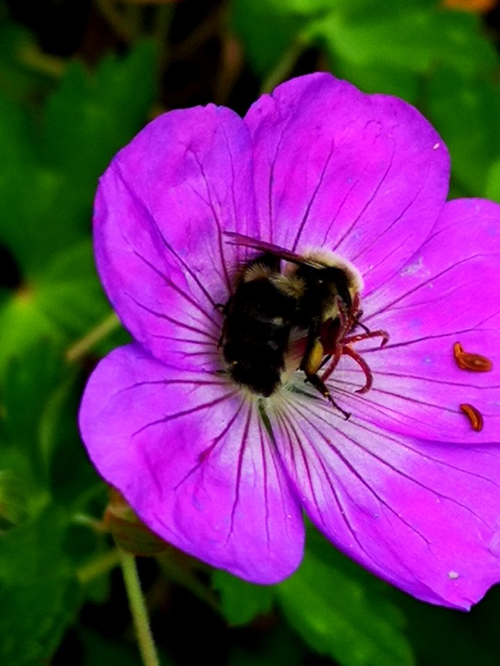 Bumblebee visiting cranesbill Geranium Azure Rush