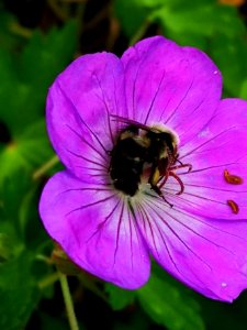 Bumblebee visiting cranesbill Geranium Azure Rush
