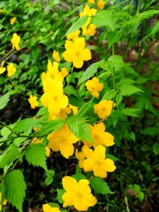 Kerria japonica Honshu