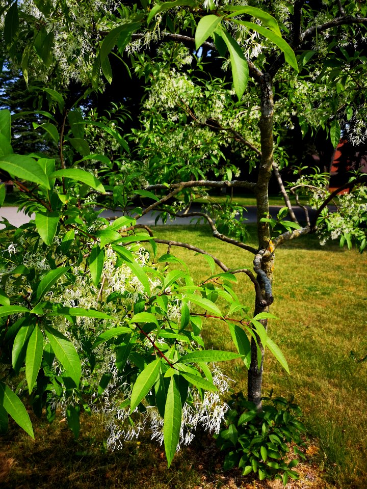 Fringetree. Chionanthus