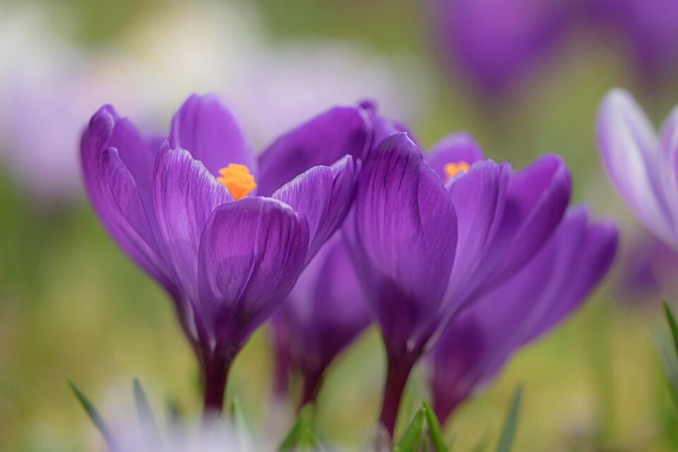 Spring crocus bloom flowers