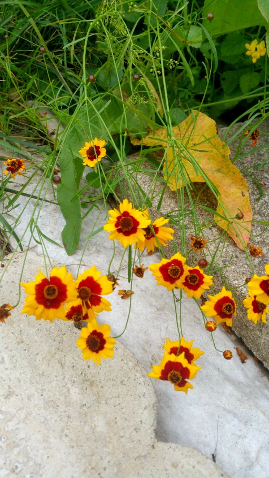 Lots of coreopsis grew in the weedy spots. sow in borders next year