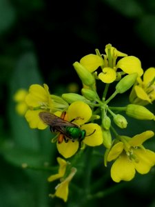 Striped sweat bee (Agapostemon sp.) visiting mustard (Brassica juncea 'Osaka Purple') flowers