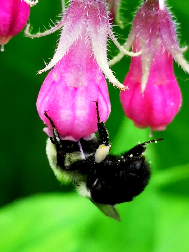 Bumblebee visiting comfrey Symphytum