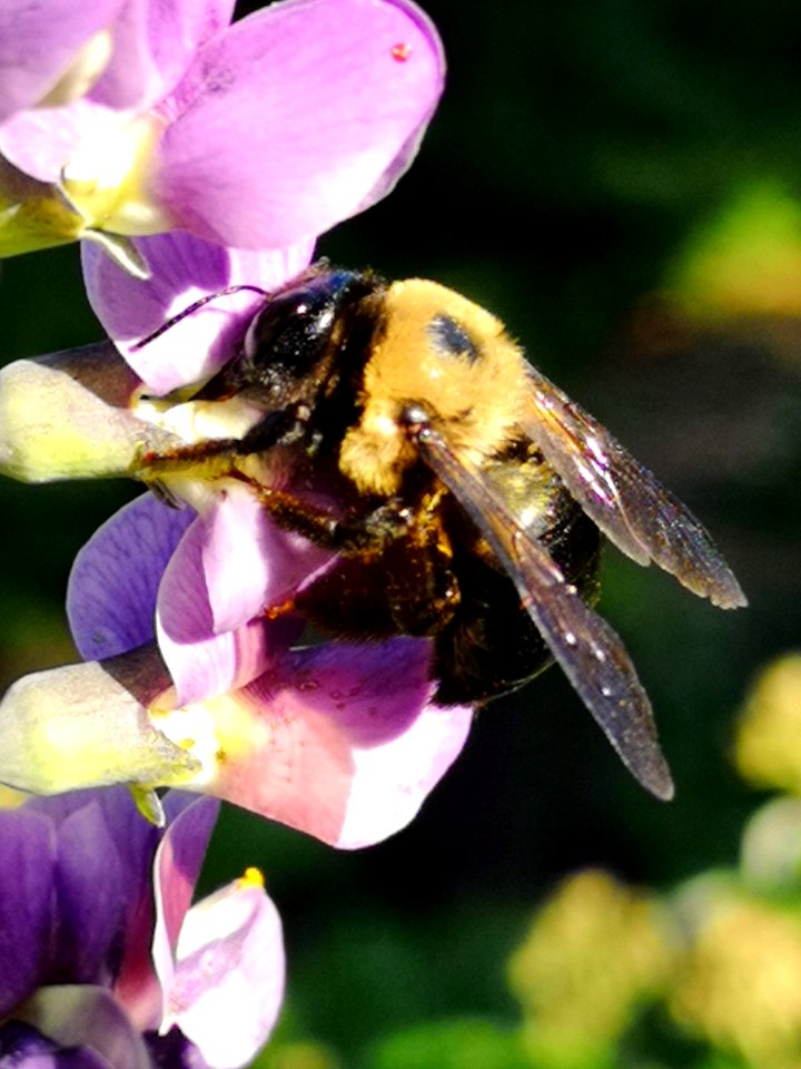 Bee on false indigo