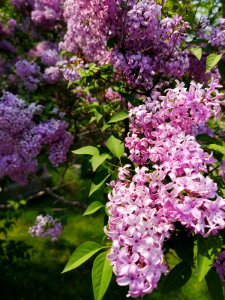 Pink lilac (Syringa sp.)