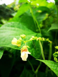 Phaseolus vulgaris Taos Red bean