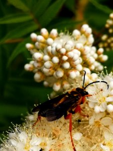 Great golden sand digger wasp (Sphex ichneumoneus) visiting false spirea (Sorbaria sorbifolia 'Sem') flowers