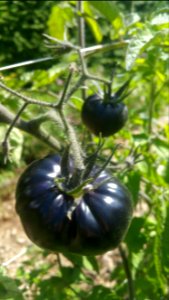 Black Beauty tomato. Started being ripe enough in September