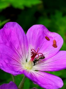 Older geranium flower (G. 'Azure Rush') has visitor. Flowers are bluer when younger