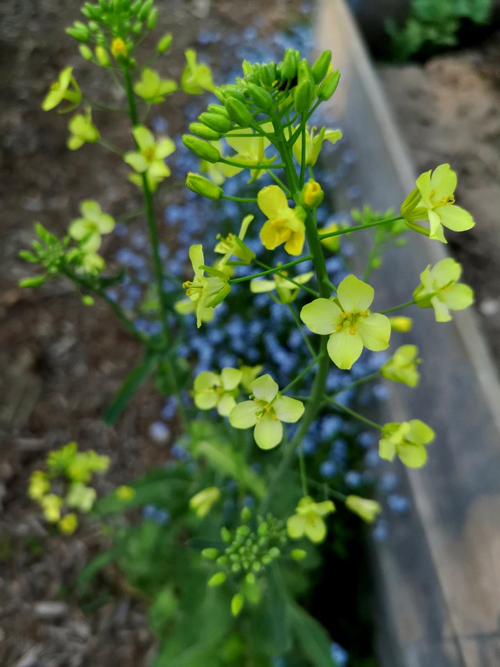 Siberian kale flowers with forget-me-not
