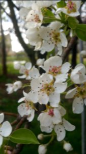 Pear blossoms photo