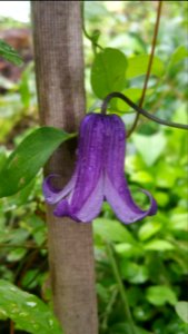 Clematis Roguchi