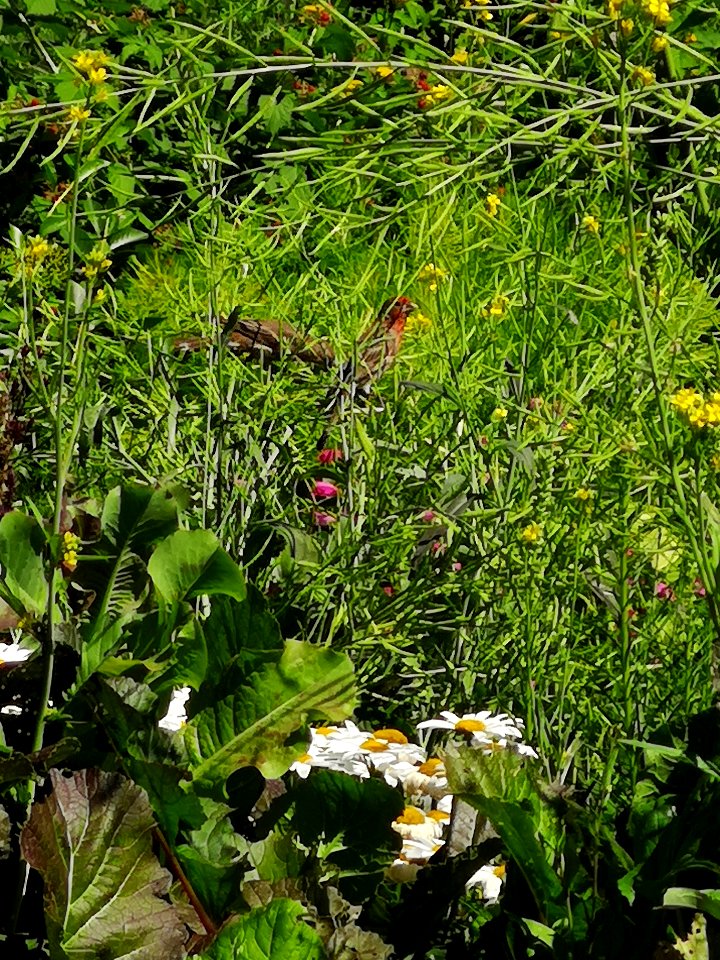 House finches (Haemorhous mexicanus) eating mustard seed (Brassica juncea)