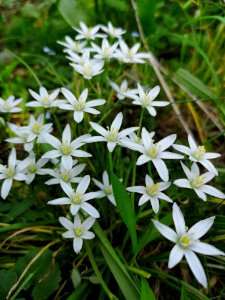 Star of Bethlehem (Ornithogalum umbellatum)