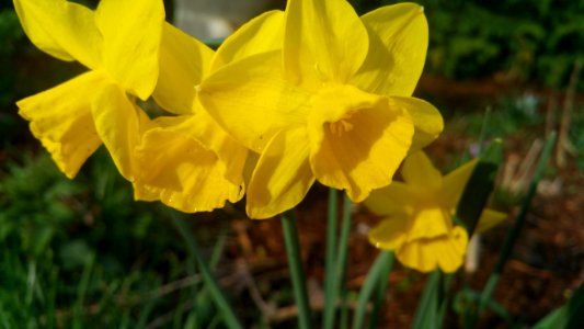 Quail daffodil photo