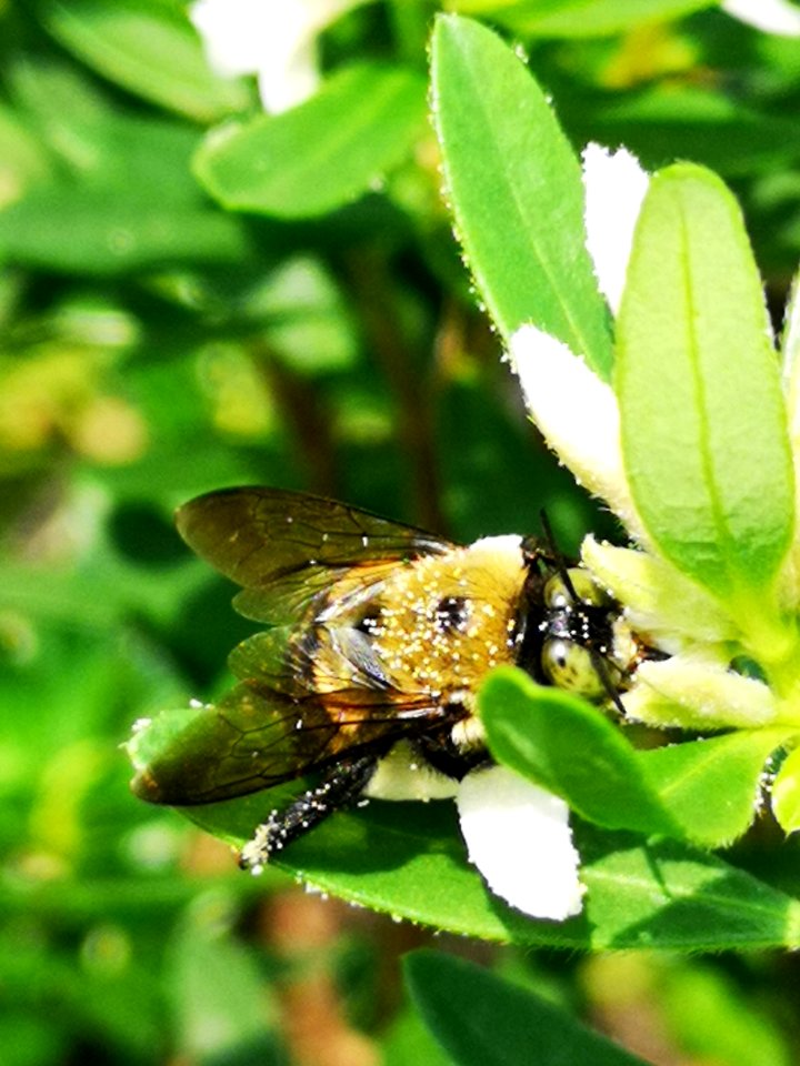 Carpenter bee nectar robbing Daphne (hybrid Eternal Fragrance) flowers, with pollen