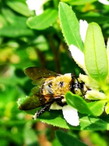 Carpenter bee nectar robbing Daphne (hybrid Eternal Fragrance) flowers, with pollen