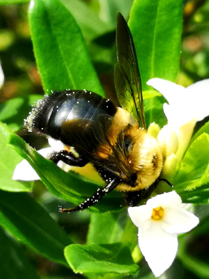 Carpenter bee nectar robbing Daphne Eternal Fragrance