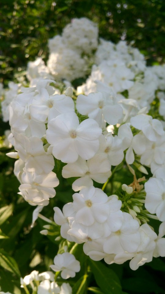 Phlox paniculata