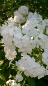 Phlox paniculata