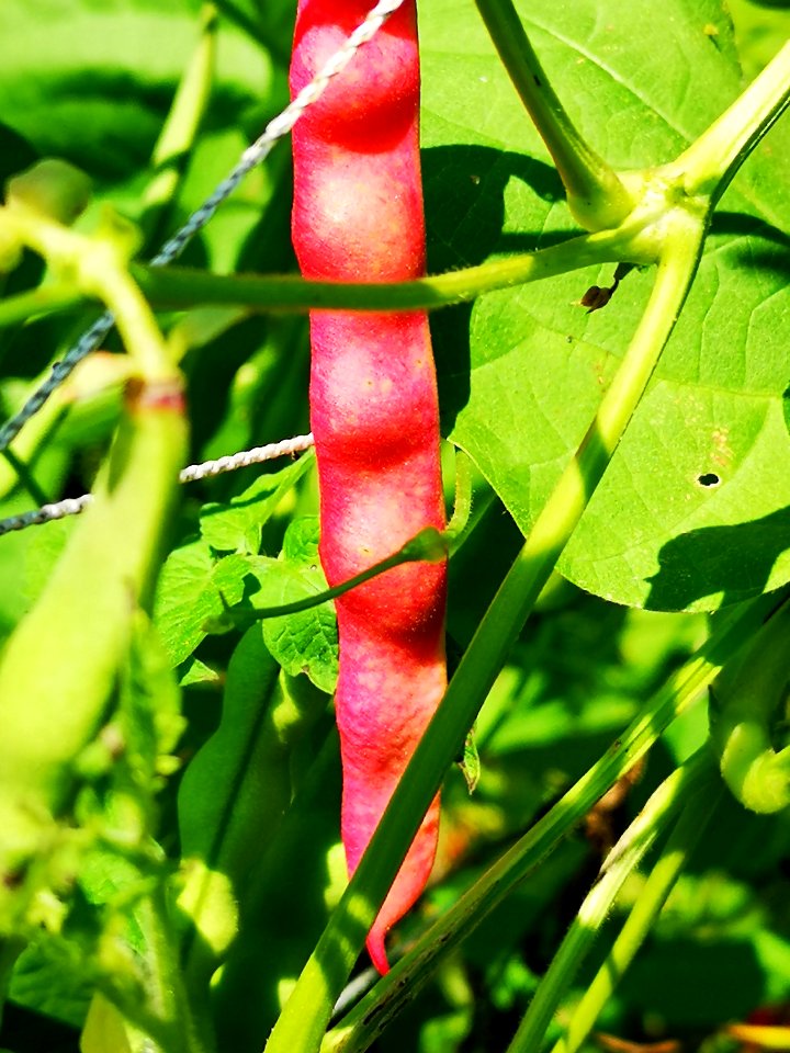 Taos Red Bean Phaseolus vulgaris