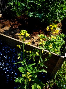 Siberian kale reseeds itself