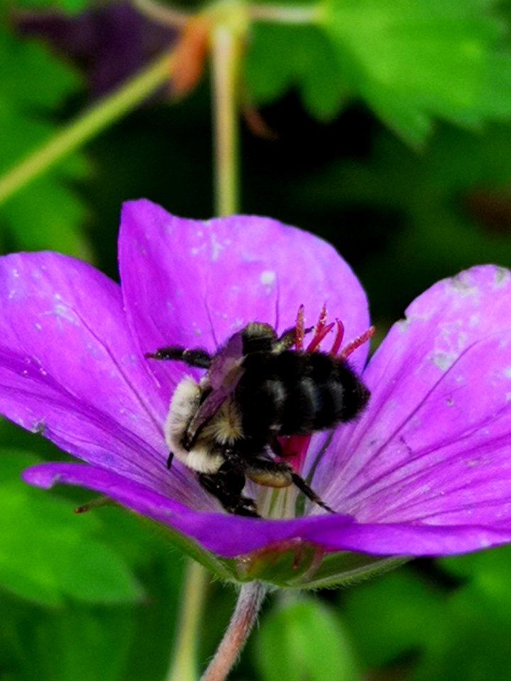 Bumblebee visiting cranesbill Geranium Azure Rush