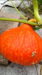 Red Kuri fruits ripening, but leaves doing much worse than PMR Success, Tatume (next worse) or Trombocino