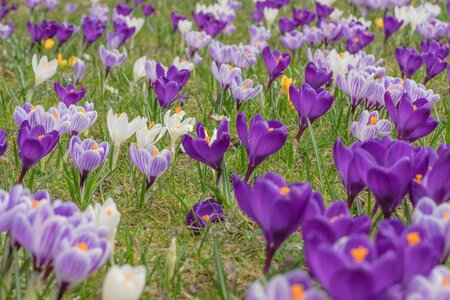 Spring crocus bloom flowers