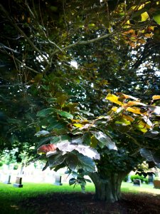 European beech (Fagus sylvatica)