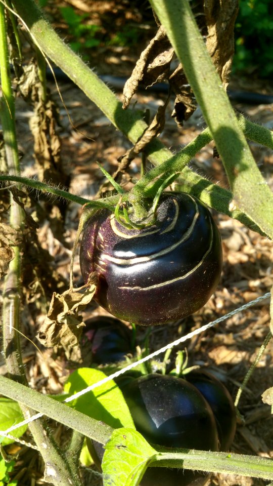 Black Beauty tomato. The only one cracking (none on Matt's Wild, Galina's, Baylor Paste, San Marzano, or Polen Yellow Pear)
