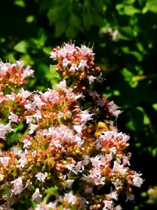 Oregano Origanum vulgare flowers with bumblebee
