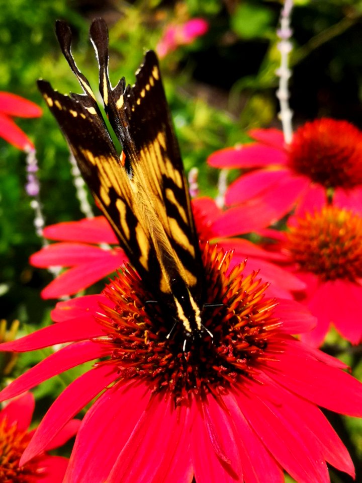 Canadian tiger swallowtail butterfly (Papilio canadensis) visiting coneflower (Echinacea 'Cheyenne Spirit')