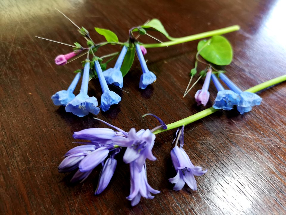 Comparing Virginia bluebells (Mertensia virginica) vs common bluebells (Hyacinthoides non-scripta). Mertensia is much earlier to bloom and the color is bluer, and the pink flower buds are a nice touch too