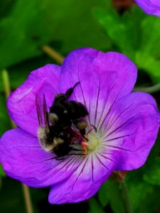 Bumblebee visiting cranesbill Geranium Azure Rush