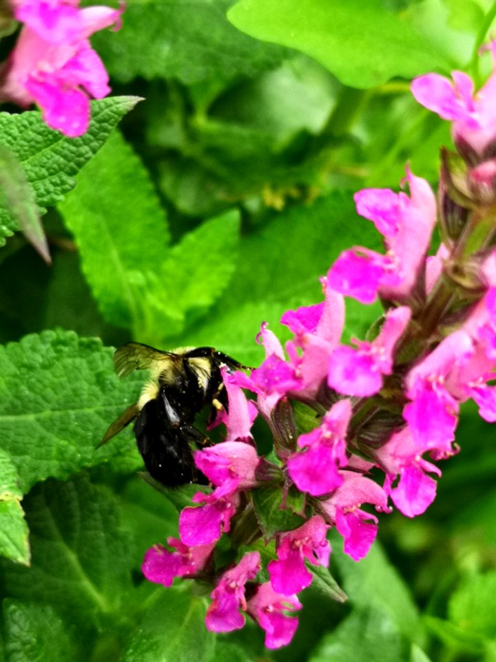Bee visiting pink woodland sage Salvia nemorosa