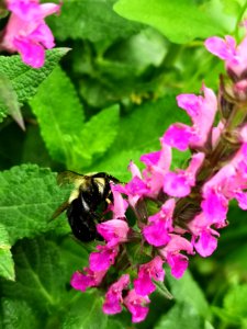 Bee visiting pink woodland sage Salvia nemorosa photo