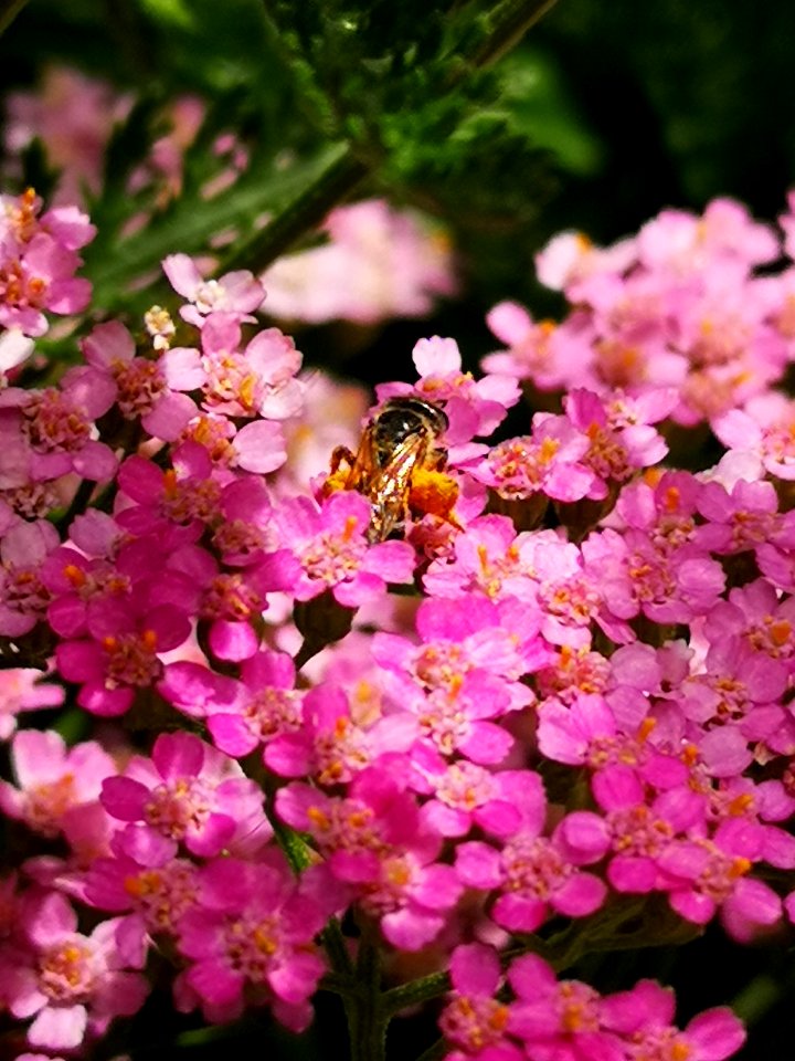 Little bee on yarrow (Achillea millefolium Desert Eve 'Deep Rose')