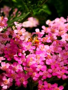 Little bee on yarrow (Achillea millefolium Desert Eve 'Deep Rose') photo
