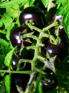 Dancing with Smurfs antho cherry tomatoes. No blight. Open pollinated