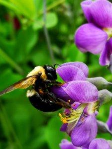 Bee visiting false indigo (Baptisia) flowers